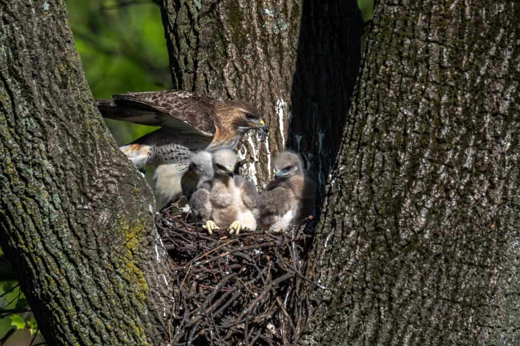 Una femmina di falco dalla coda rossa nel suo nido con nidiacei.