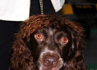 Pont Audemer Spaniel
