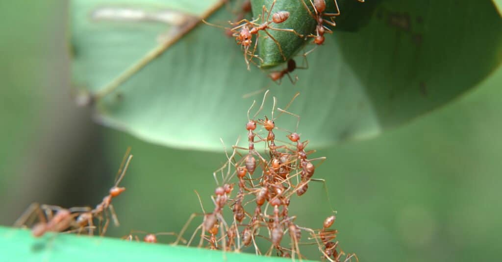 Le formiche si aiutano a vicenda per arrampicarsi