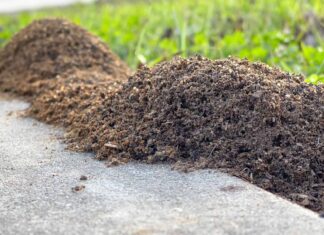 Dove vanno le formiche in inverno?
