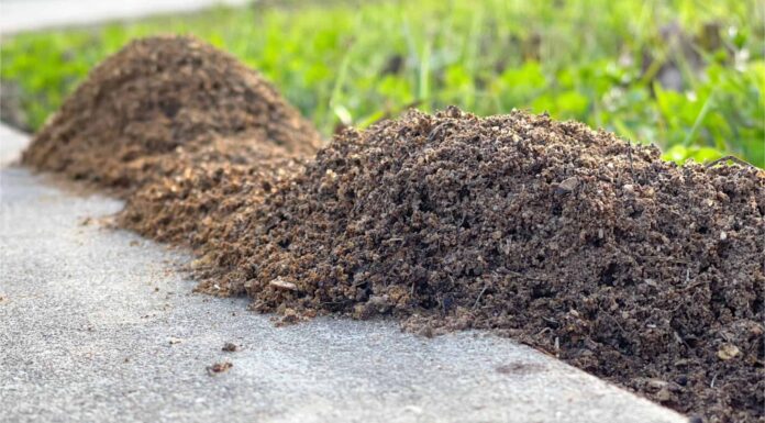 Dove vanno le formiche in inverno?
