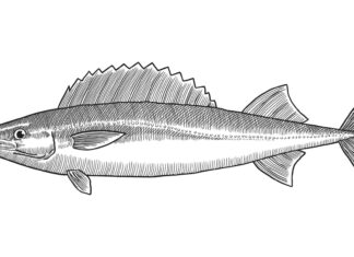 drawing of escolar fish