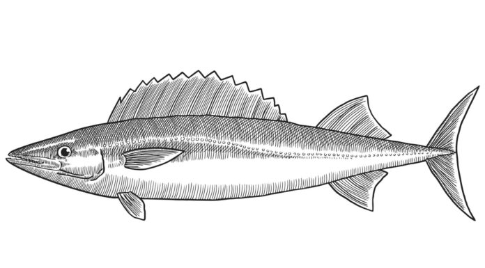 drawing of escolar fish