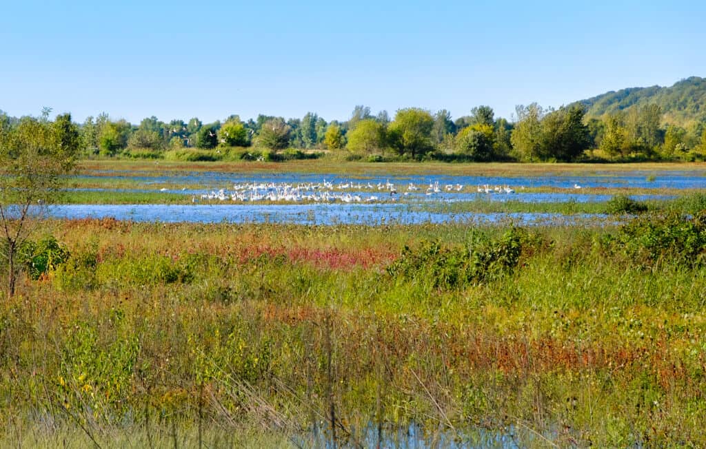 Uccelli nella zona di inondazione del fiume Missouri