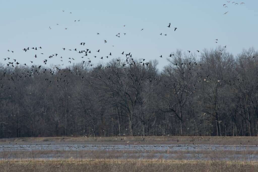 Uccelli che volano in aria in un rifugio del Missouri