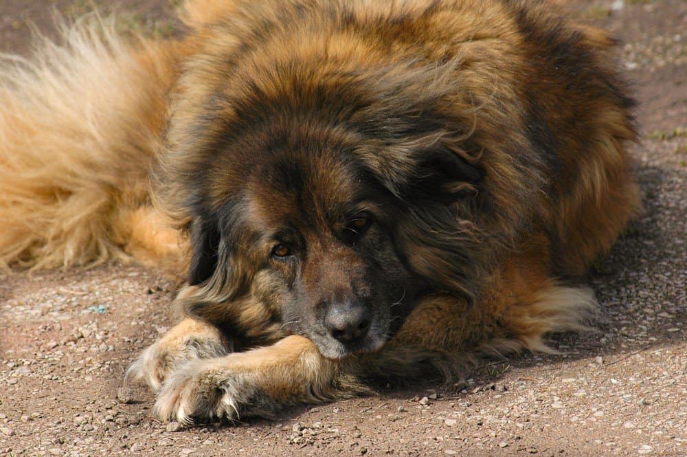Cani simili al San Bernardo - Il bovaro Estrela si sdraia esausto dopo una giornata di lavoro
