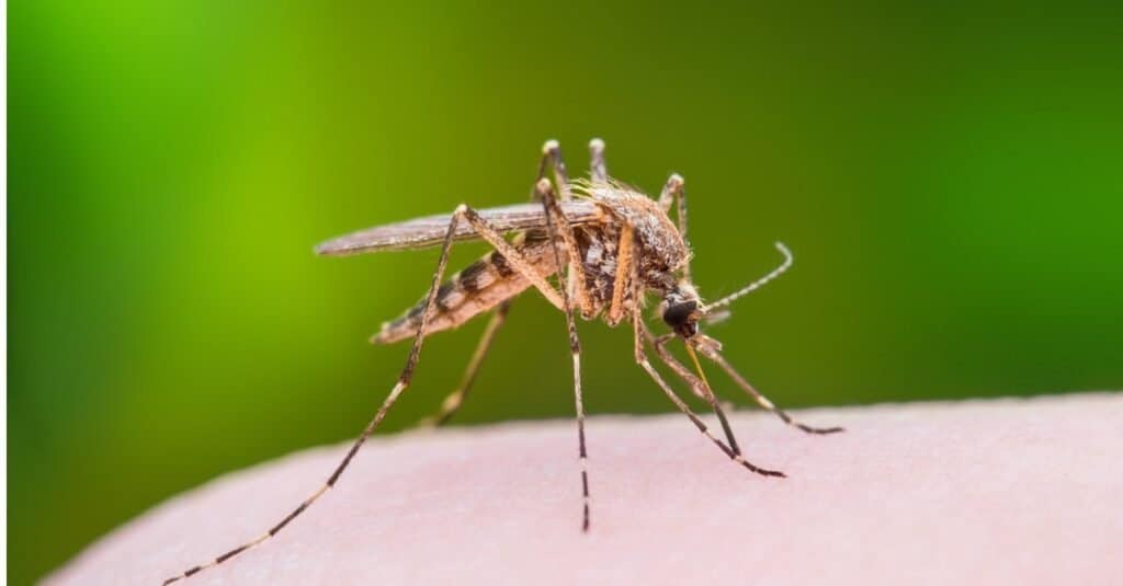 Quanto vivono le zanzare?