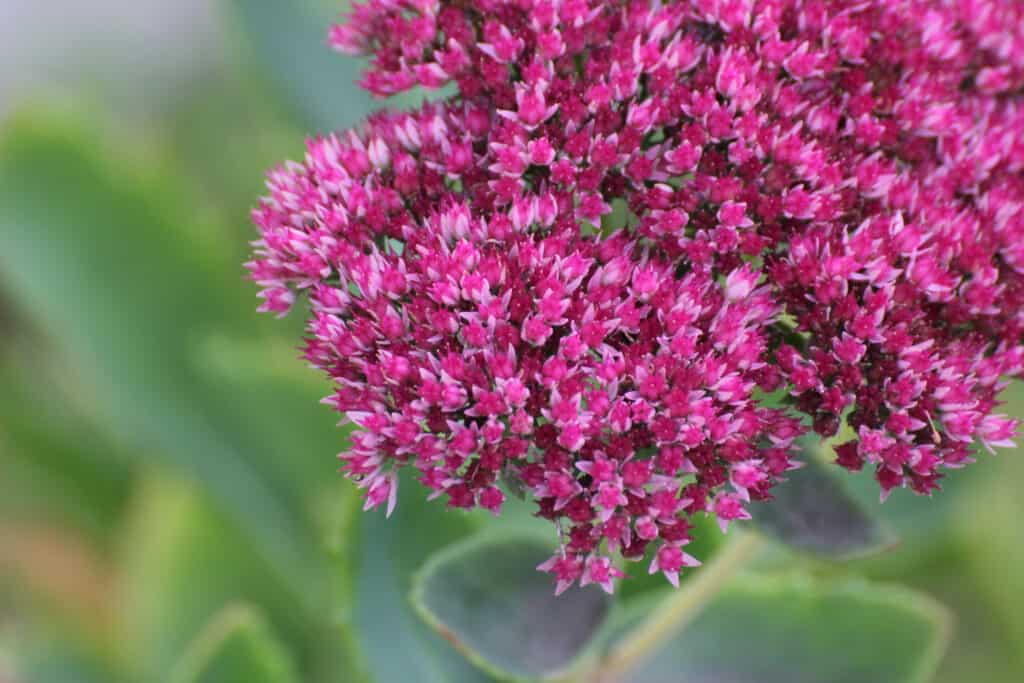 I migliori fiori perenni per la zona 5: vistoso Stonecrop Sedum