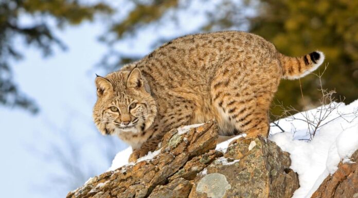 Bobcats nel Michigan: tipi e dove vivono
