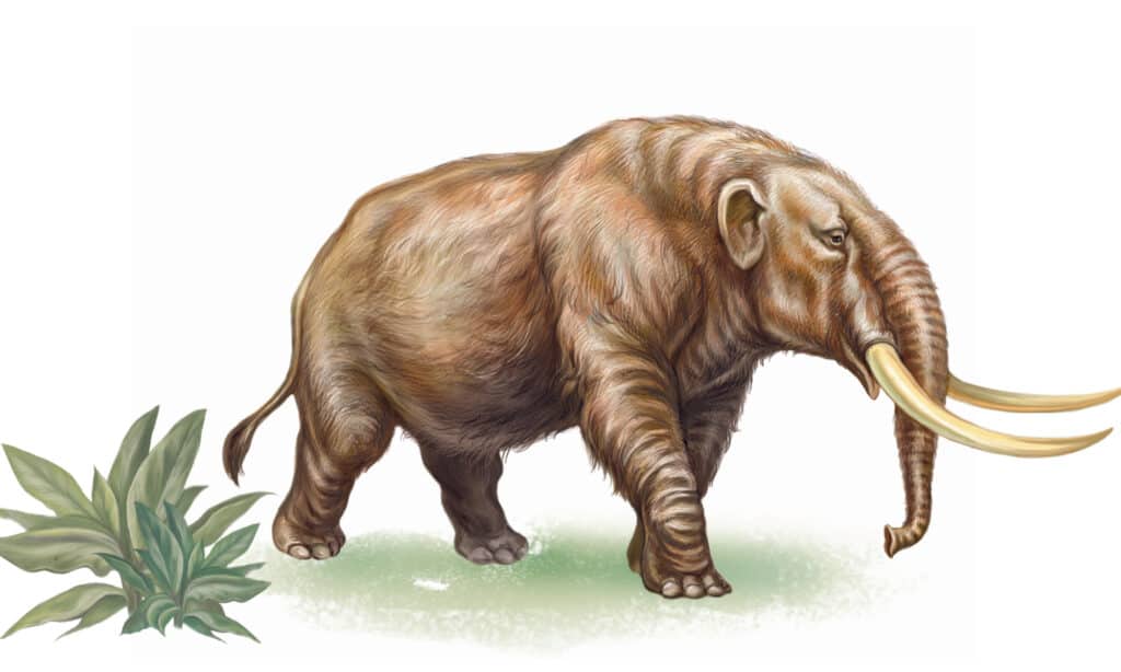 Illustrazione di un mastodonte su sfondo bianco