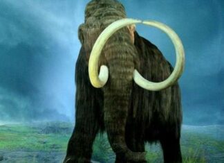 Woolly Mammoth vs Mastodon: quali sono le differenze chiave?
