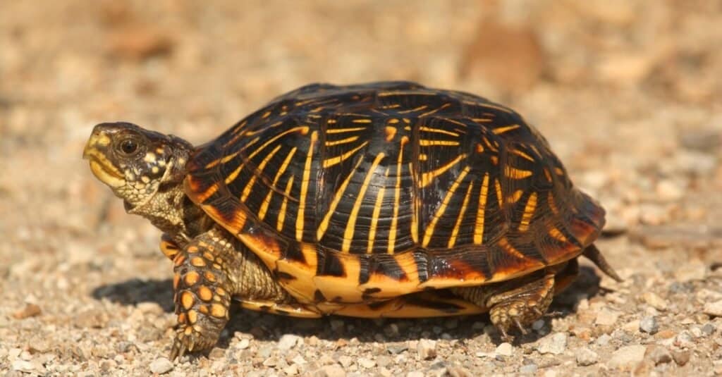 Tipi di testuggini palustre - Box Turtle