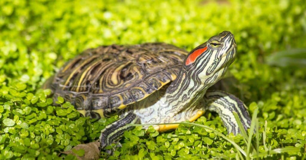 Tipi di tartarughe di stagno - Cursore dalle orecchie rosse