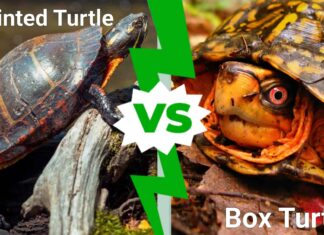 Painted Turtle vs Box Turtle: 4 differenze chiave
