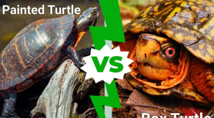 Painted Turtle vs Box Turtle: 4 differenze chiave
