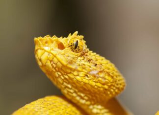 A dangerous eyelash viper, Bothriechis schlegelii, in Costa Rican rainforest. The snake can be bold shades of green and yellow.