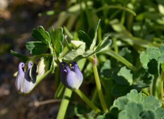 columbine seeds