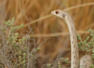 A false cobra standing upright