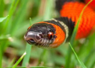 False Coral Snakes live in South America. Many are found in the Amazon Rainforest.