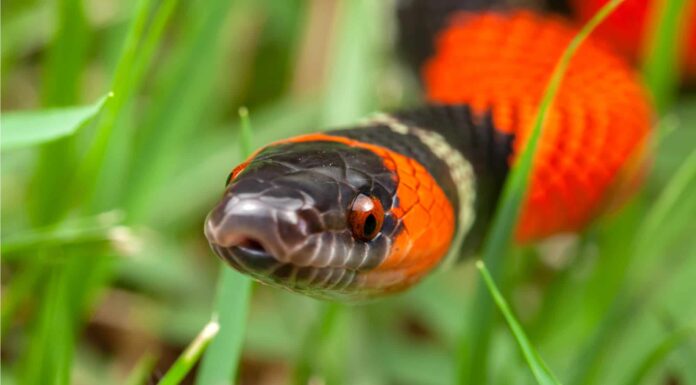 False Coral Snakes live in South America. Many are found in the Amazon Rainforest.