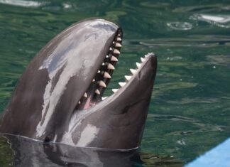 False Killer Whale