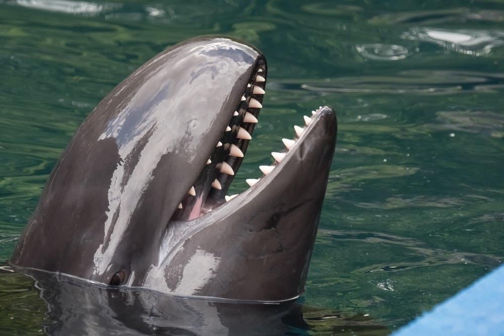 Falsa orca assassina, il quarto delfino più grande, con la testa fuori dall'acqua.