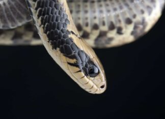 False Water Cobra