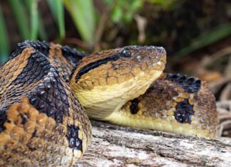 Serpente Fer-de-lance
