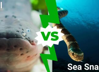 Sea Snake vs Eel: 5 differenze chiave spiegate
