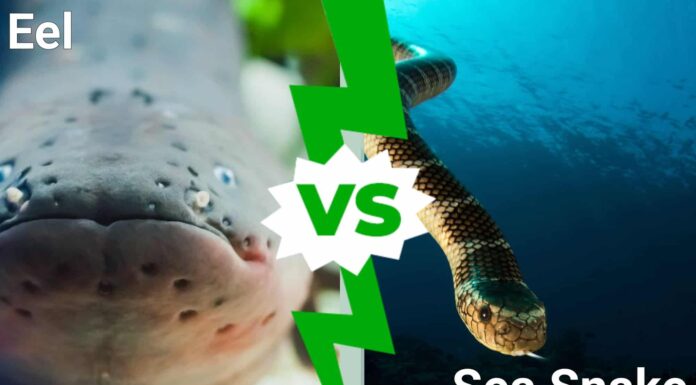 Sea Snake vs Eel: 5 differenze chiave spiegate
