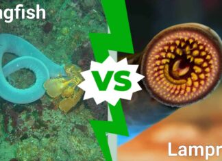 Hagfish vs Lamprey: 5 differenze chiave
