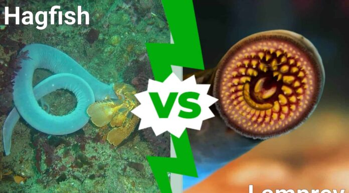Hagfish vs Lamprey: 5 differenze chiave
