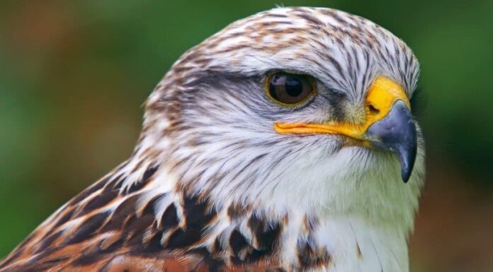 Falco ferruginoso
