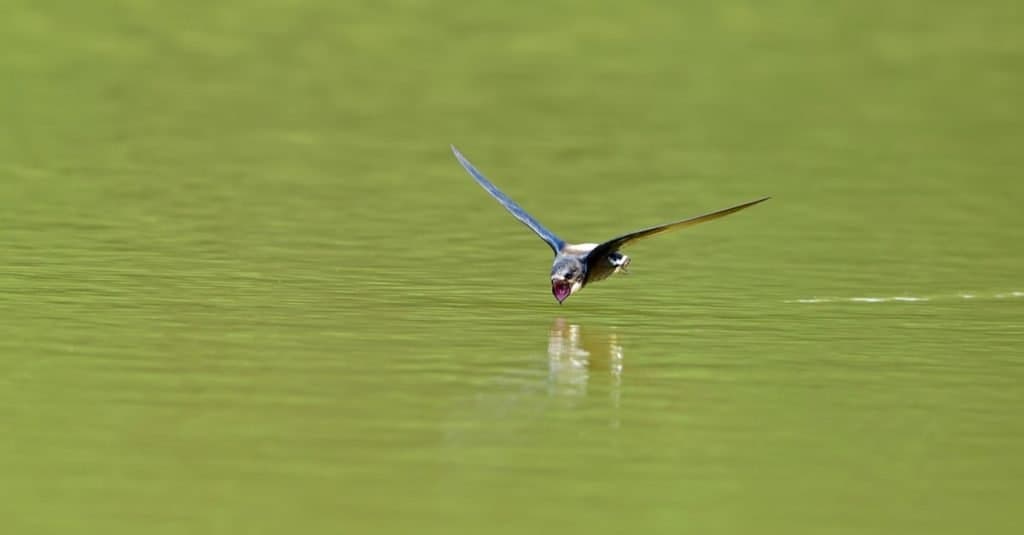 Gli uccelli più veloci del mondo: la coda a spillo dalla gola bianca