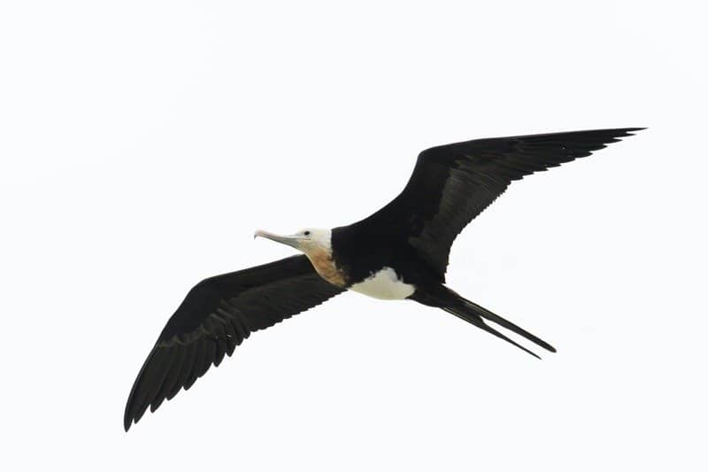 Frigatebird in volo che mostra la sua massiccia apertura alare