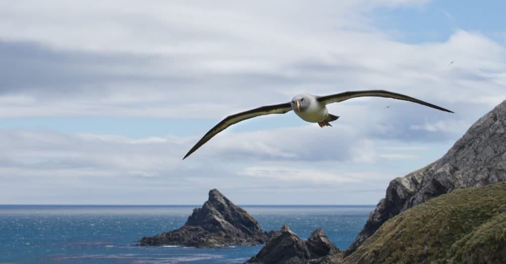 Gli uccelli più veloci del mondo: l'albatro dalla testa grigia