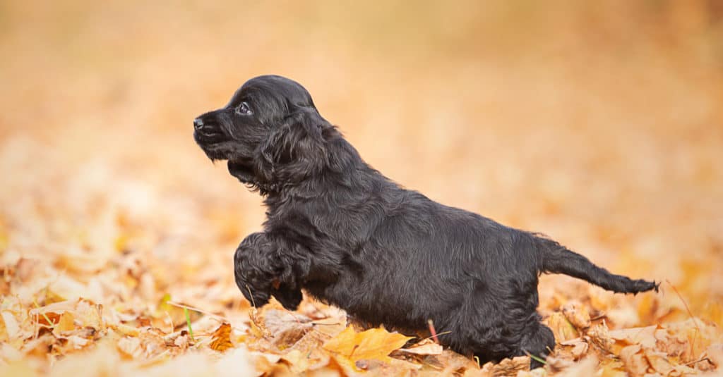 Cucciolo di Field Spaniel che gioca con le foglie