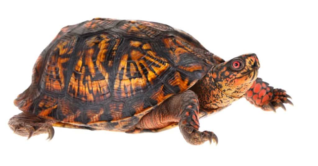 Tartaruga scatola orientale maschio - <a href=