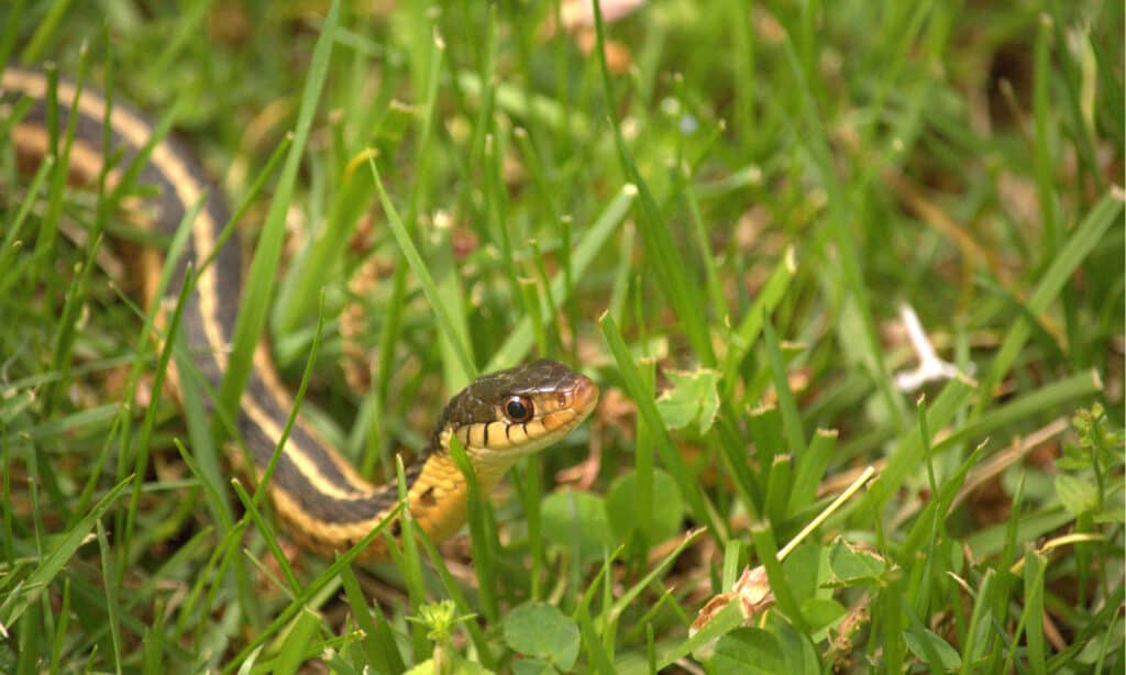 Serpente da giardino o serpente giarrettiera