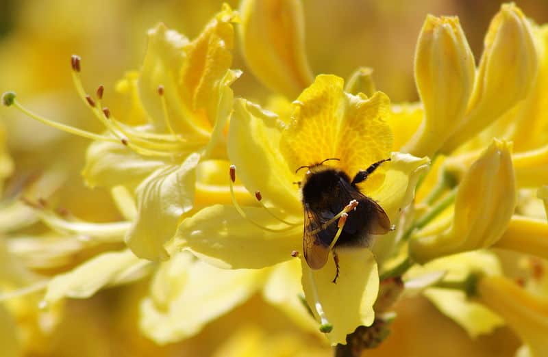 Un calabrone che gode di un fiore a Wellington Park, Somerset.