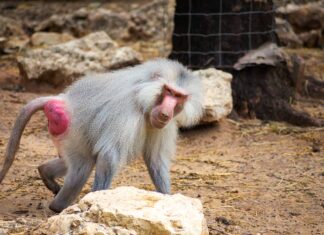 Scimmie dal culo rosso vs scimmie dal culo blu: quali specie sono queste?
