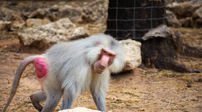 Scimmie dal culo rosso vs scimmie dal culo blu: quali specie sono queste?
