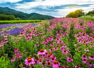 5 fiori perenni in pieno sole
