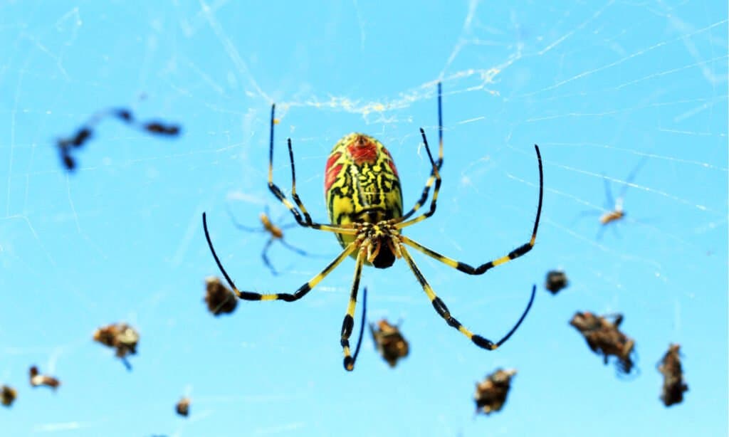 Joro Spider nel Web