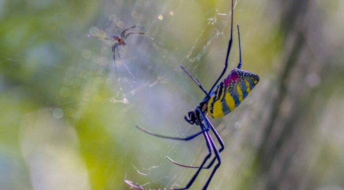 10 incredibili fatti su Joro Spider
