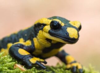 Fire salamander