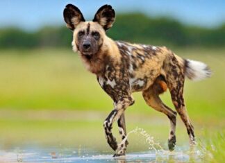 African Wild Dog vs Hyena: 5 differenze chiave
