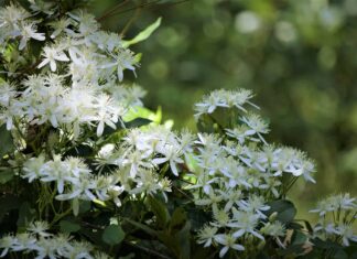 Clematis è una pianta perenne o annuale?
