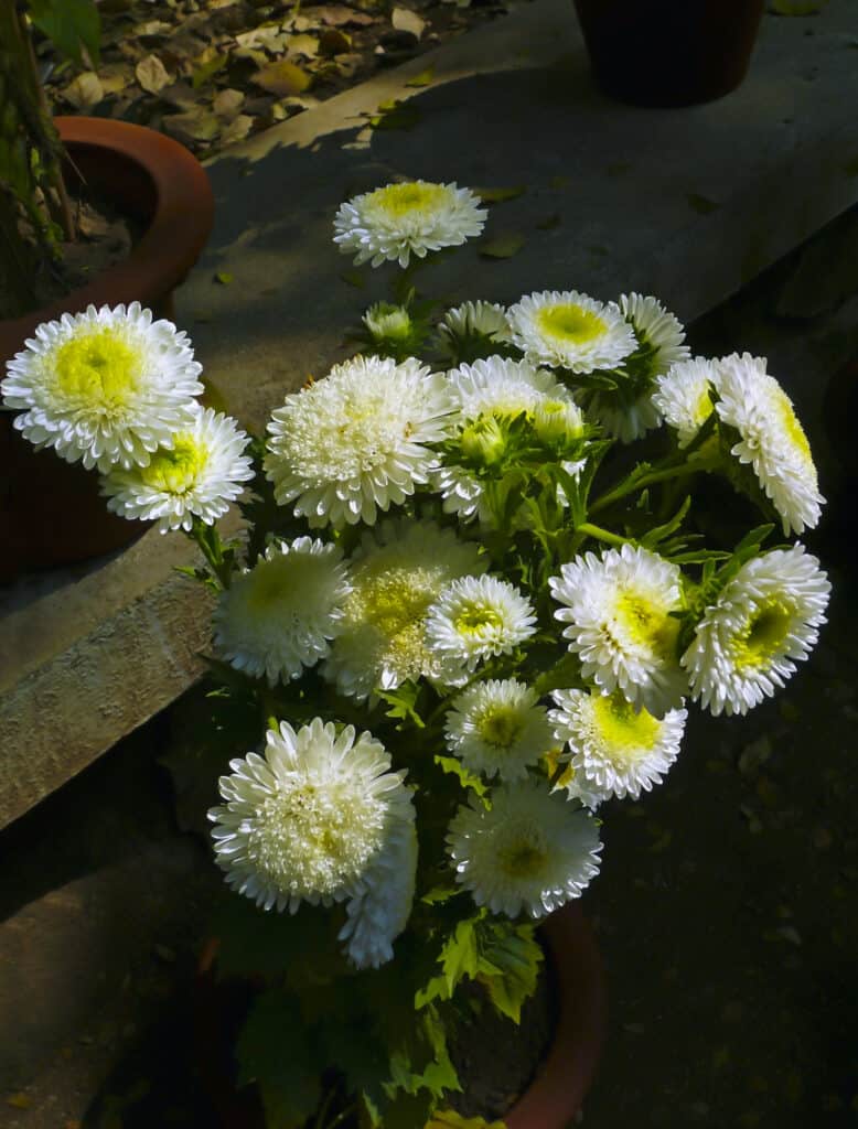 China Aster, Callistephus Chinensis fiori