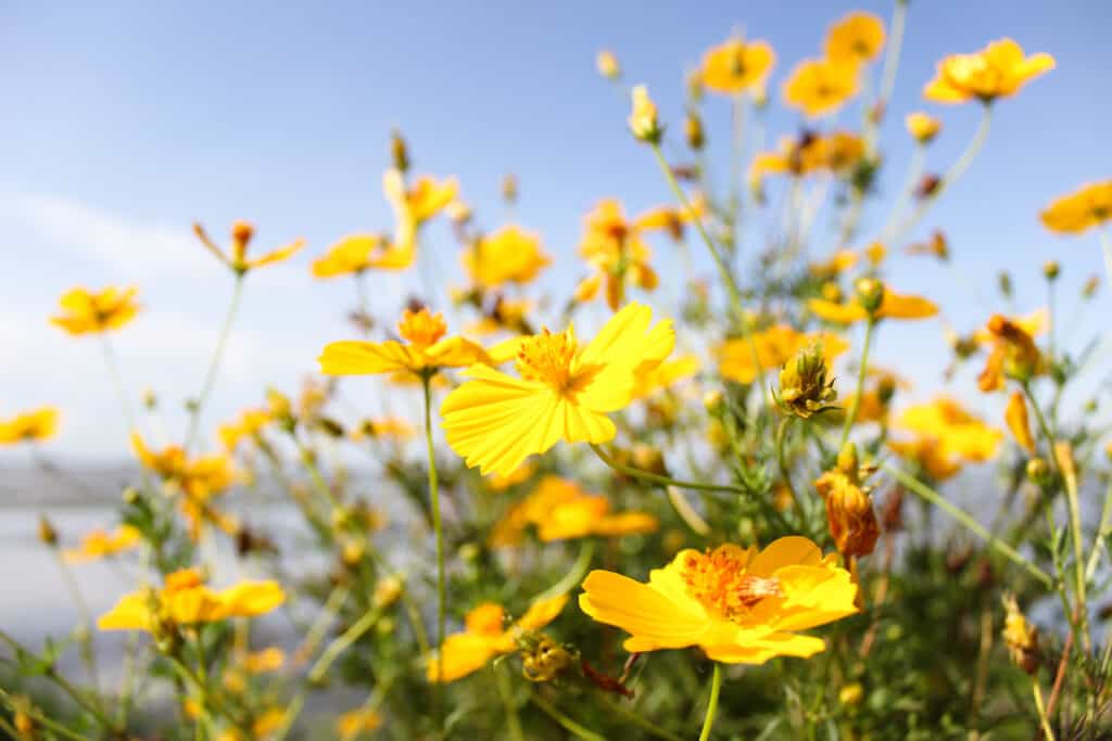 fiori gialli dell'universo con il cielo sullo sfondo